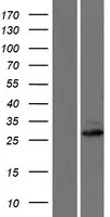 MTX3 (NM_001010891) Human Over-expression Lysate - image 1