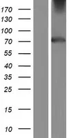 TuLP4 (NM_001007466) Human Over-expression Lysate - image 1