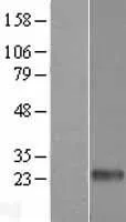 DECTIN 2 (CLEC6A) (NM_001007033) Human Over-expression Lysate - image 1