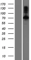 PIB5PA (INPP5J) (NM_001002837) Human Over-expression Lysate - image 1