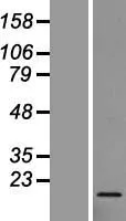 RPL27 (NM_000988) Human Over-expression Lysate - image 1
