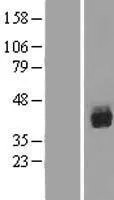 RUNX1 (NM_001001890) Human Over-expression Lysate - image 1