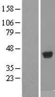 ADH1B (NM_000668) Human Over-expression Lysate - image 1