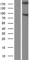 Nephronophthisis (NPHP1) (NM_000272) Human Over-expression Lysate - image 1