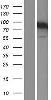 GIT2 (NM_001135213) Human Over-expression Lysate - image 1