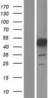 MNK1 (MKNK1) (NM_001135553) Human Over-expression Lysate - image 1