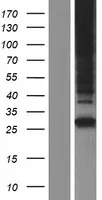 NIPA1 (NM_001142275) Human Over-expression Lysate - image 1