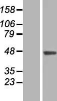 SLC35B3 (NM_001142540) Human Over-expression Lysate - image 1