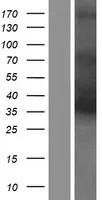 MAGEA4 (NM_002362) Human Over-expression Lysate - image 1