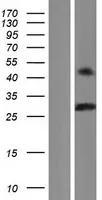Class A basic helix loop helix protein 9 (BHLHA9) (NM_001164405) Human Over-expression Lysate - image 1