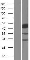 SH2D2A (NM_001161442) Human Over-expression Lysate - image 1