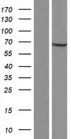 PPP2R5C (NM_001161725) Human Over-expression Lysate - image 1