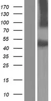 SRPX (NM_001170751) Human Over-expression Lysate - image 1