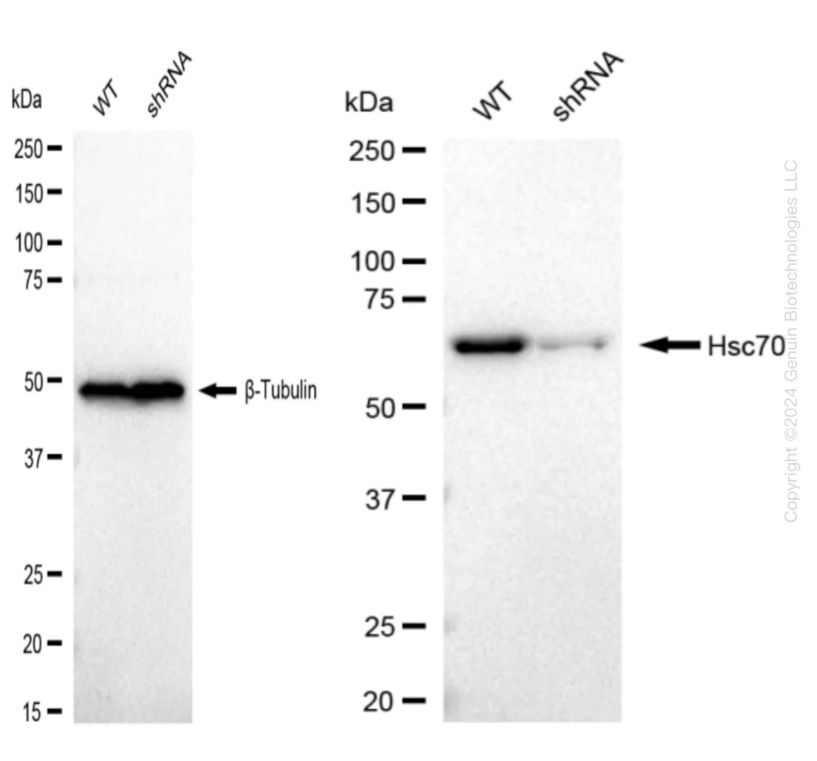 Hsc70 (HSPA8) Human Knockdown Lysate - image 1