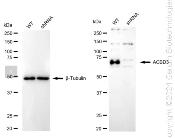 ACBD3 Human Knockdown Lysate - image 1