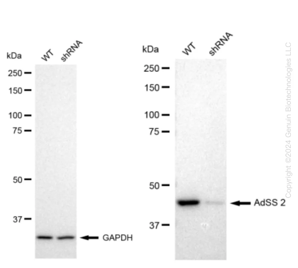 AdSS 2 (ADSS) Human Knockdown Lysate - image 1
