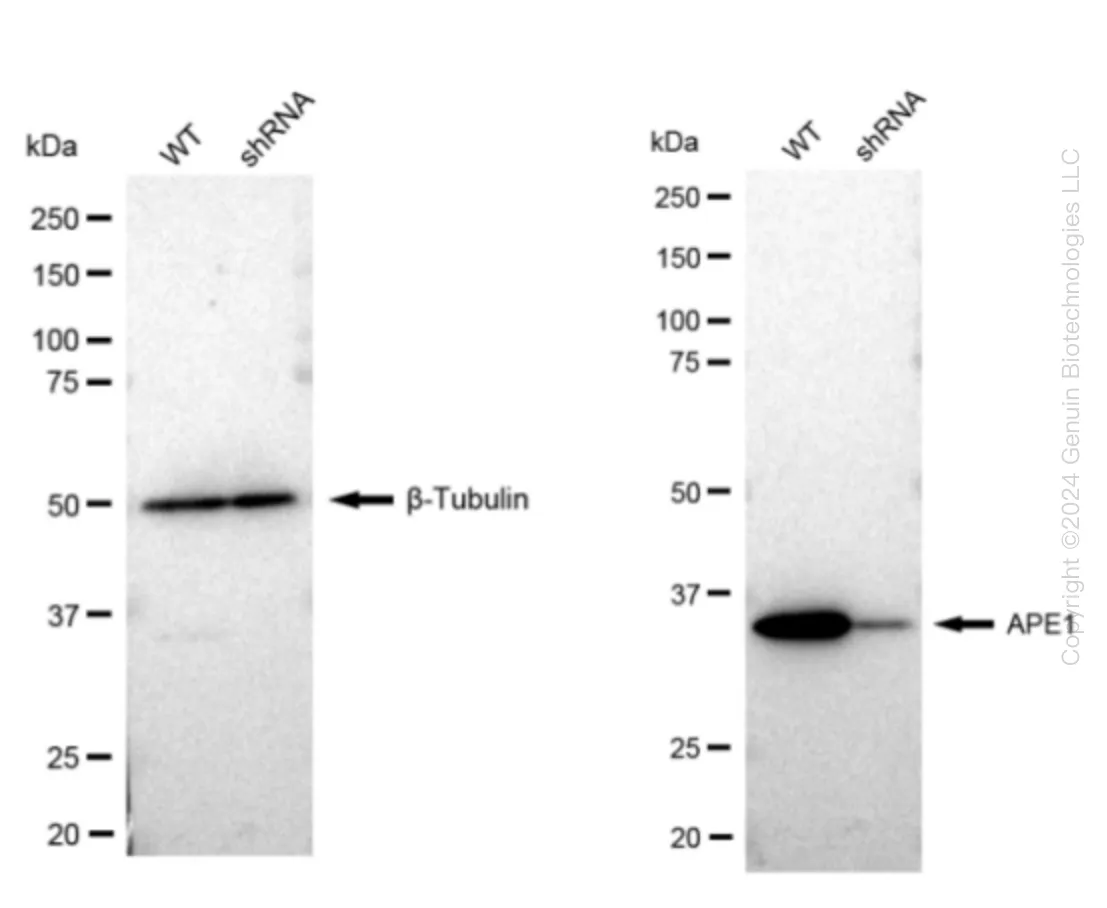 APE1 (APEX1) Human Knockdown Lysate - image 1