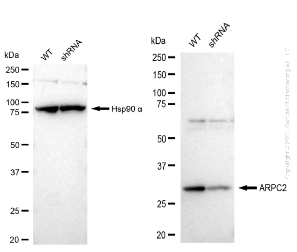 ARPC2 Human Knockdown Lysate - image 1