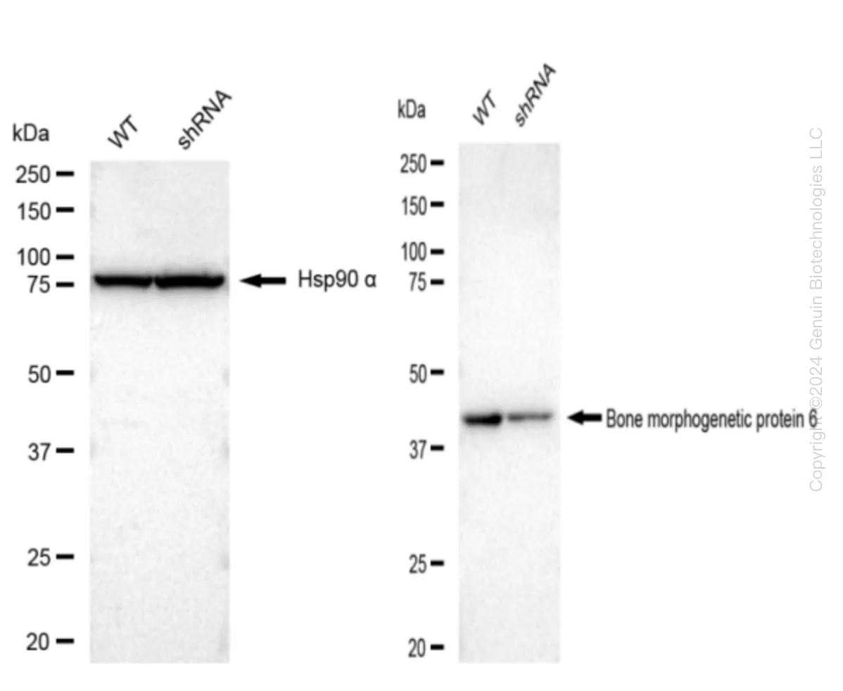 BMP6 Human Knockdown Lysate - image 1
