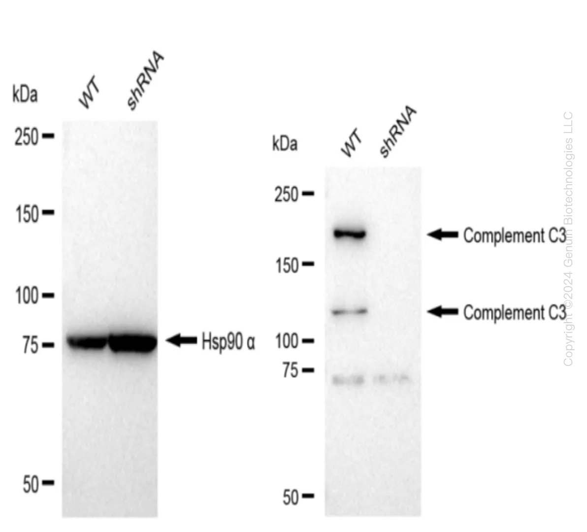 Complement C3 (C3) Human Knockdown Lysate - image 1