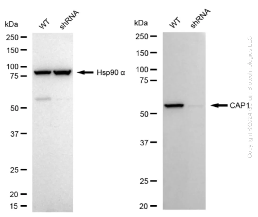 CAP1 Human Knockdown Lysate - image 1