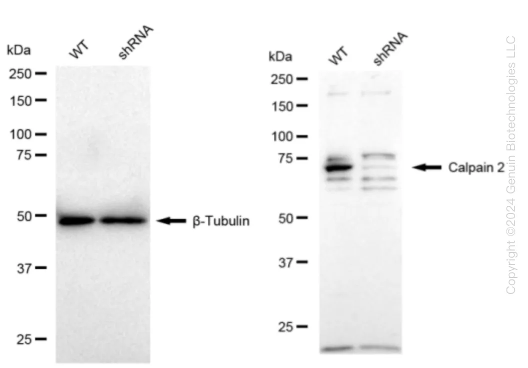 Calpain 2 (CAPN2) Human Knockdown Lysate - image 1