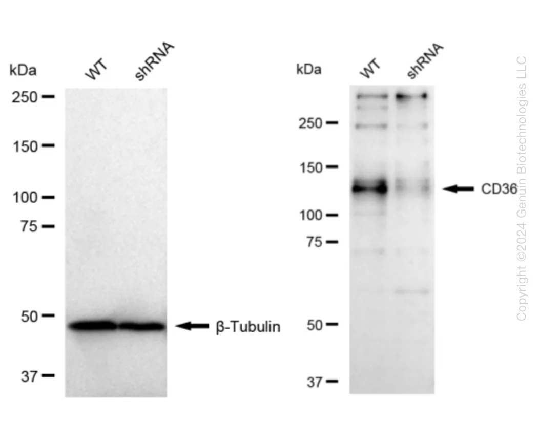 CD36 Human Knockdown Lysate - image 1