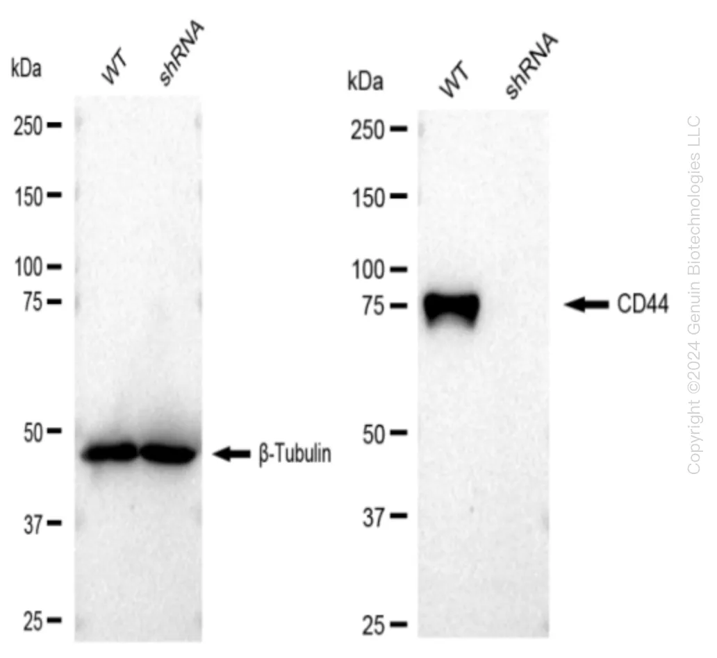 CD44 Human Knockdown Lysate - image 1