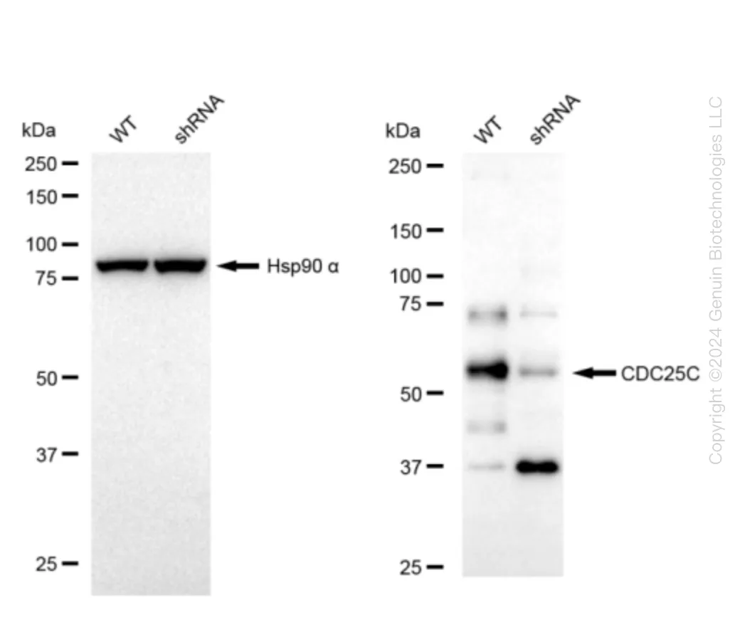CDC25C Human Knockdown Lysate - image 1