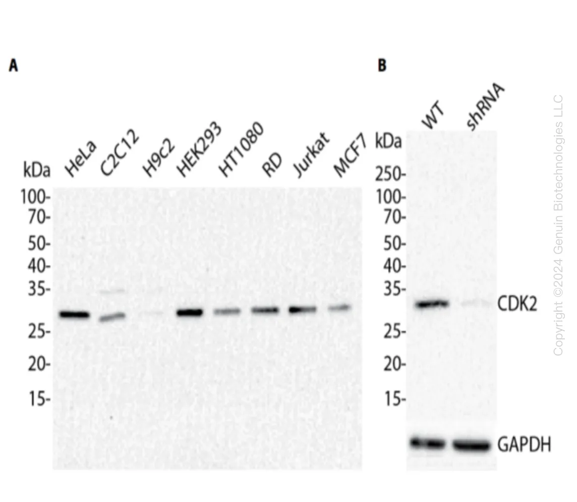 CDK2 Human Knockdown Lysate - image 1