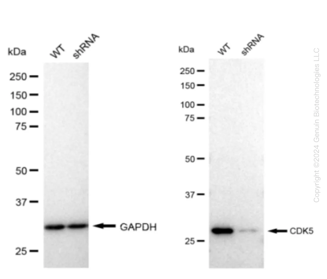 CDK5 Human Knockdown Lysate - image 1