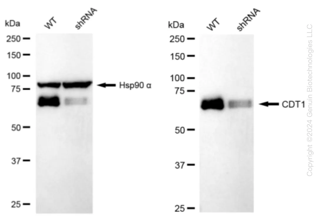 CDT1 Human Knockdown Lysate - image 1