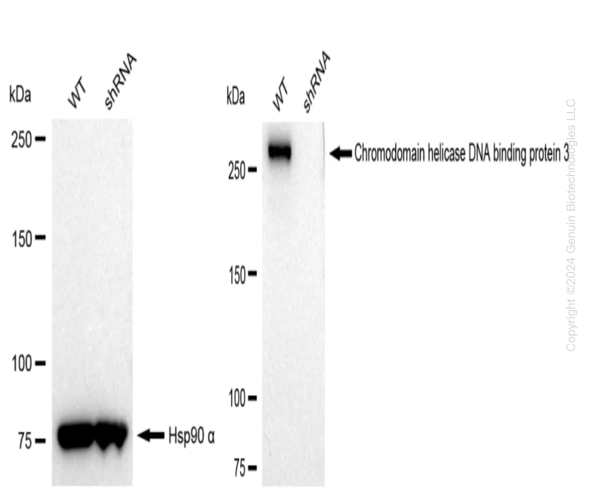 CHD3 Human Knockdown Lysate - image 1