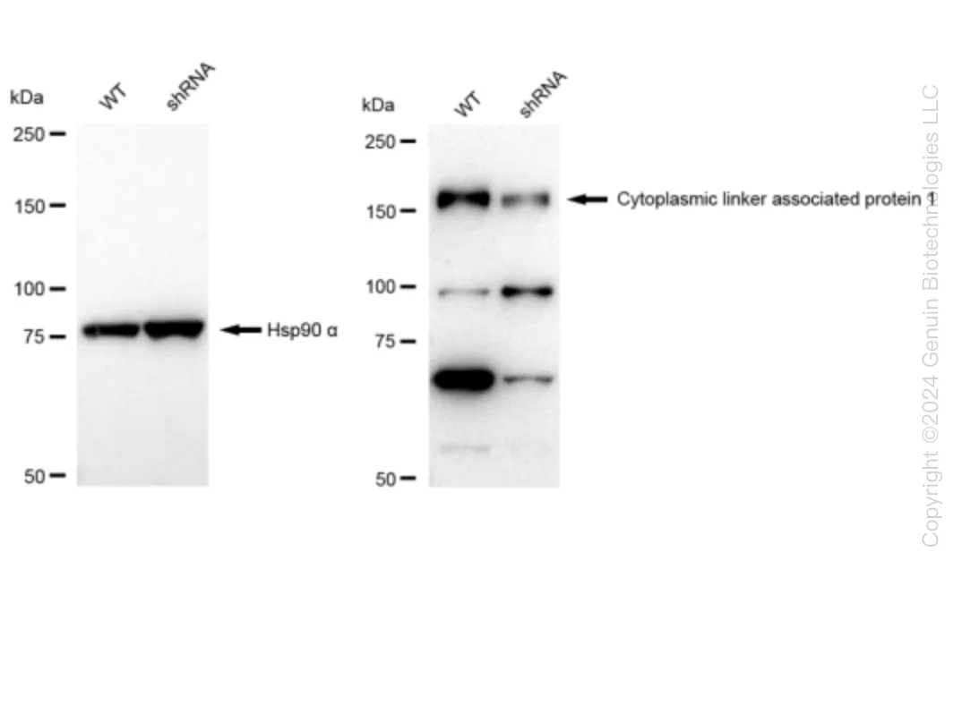 CLASP1 Human Knockdown Lysate - image 1