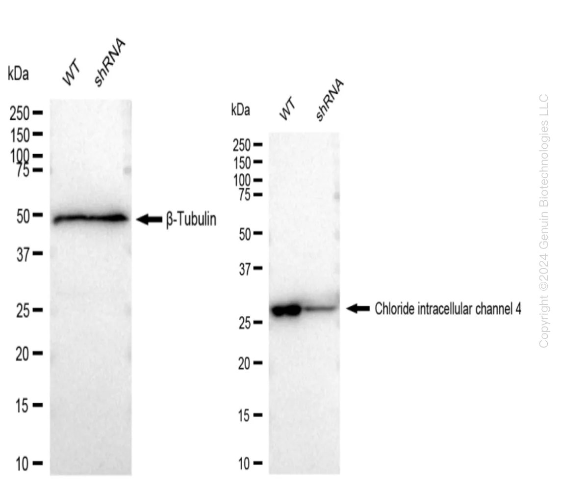 CLIC4 Human Knockdown Lysate - image 1