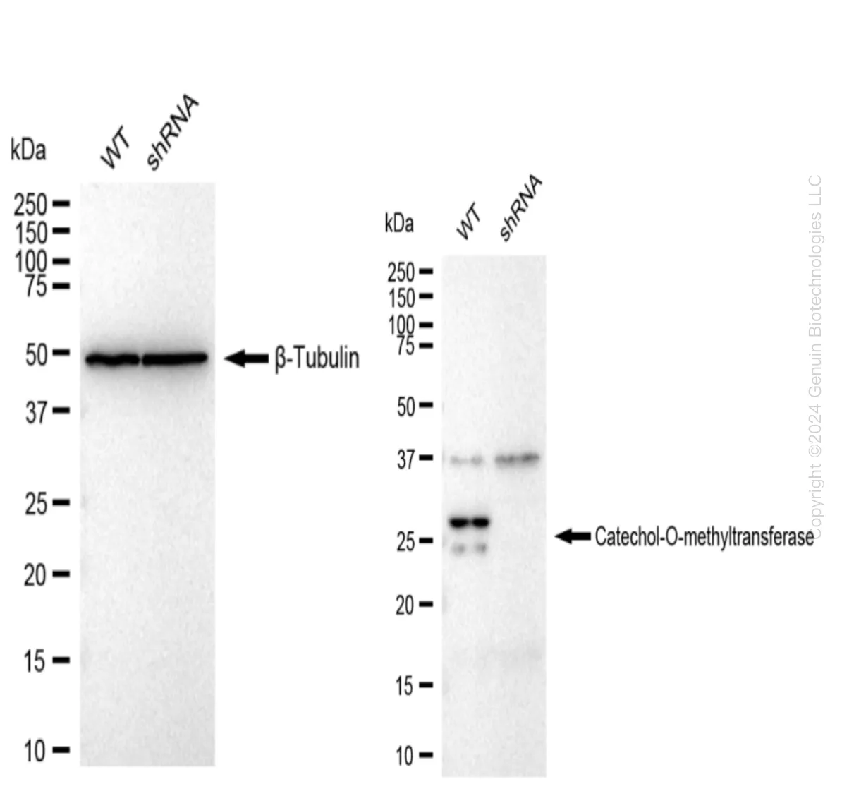 COMT Human Knockdown Lysate - image 1