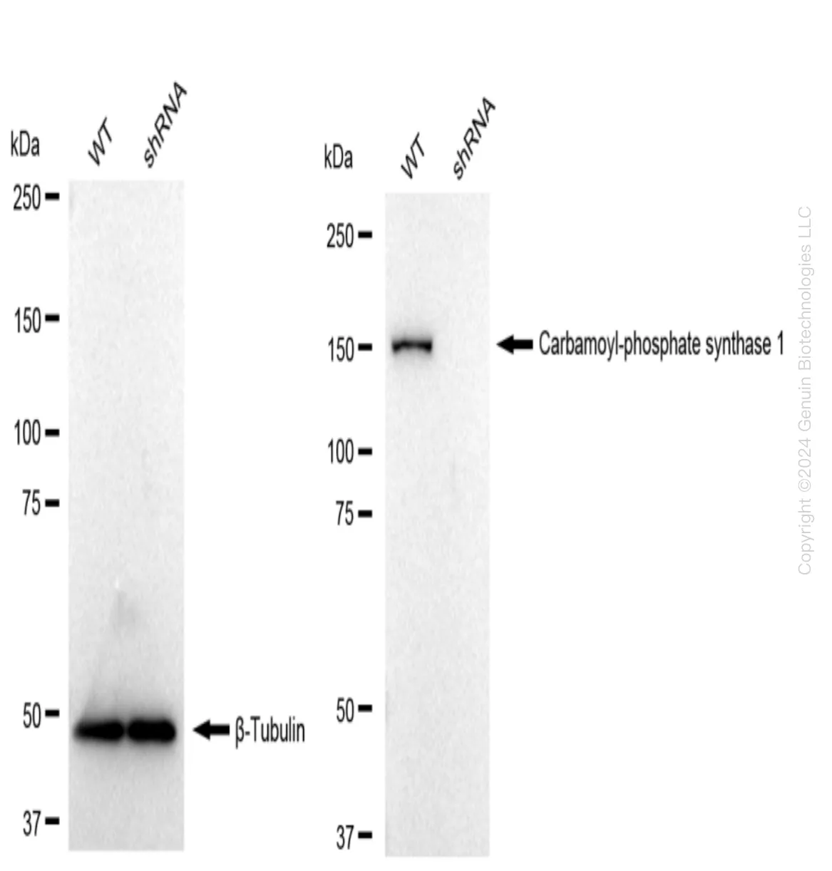 CPS1 Human Knockdown Lysate - image 1