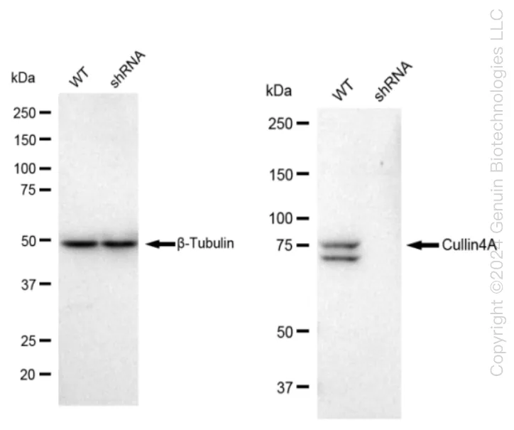 CUL4A Human Knockdown Lysate - image 1