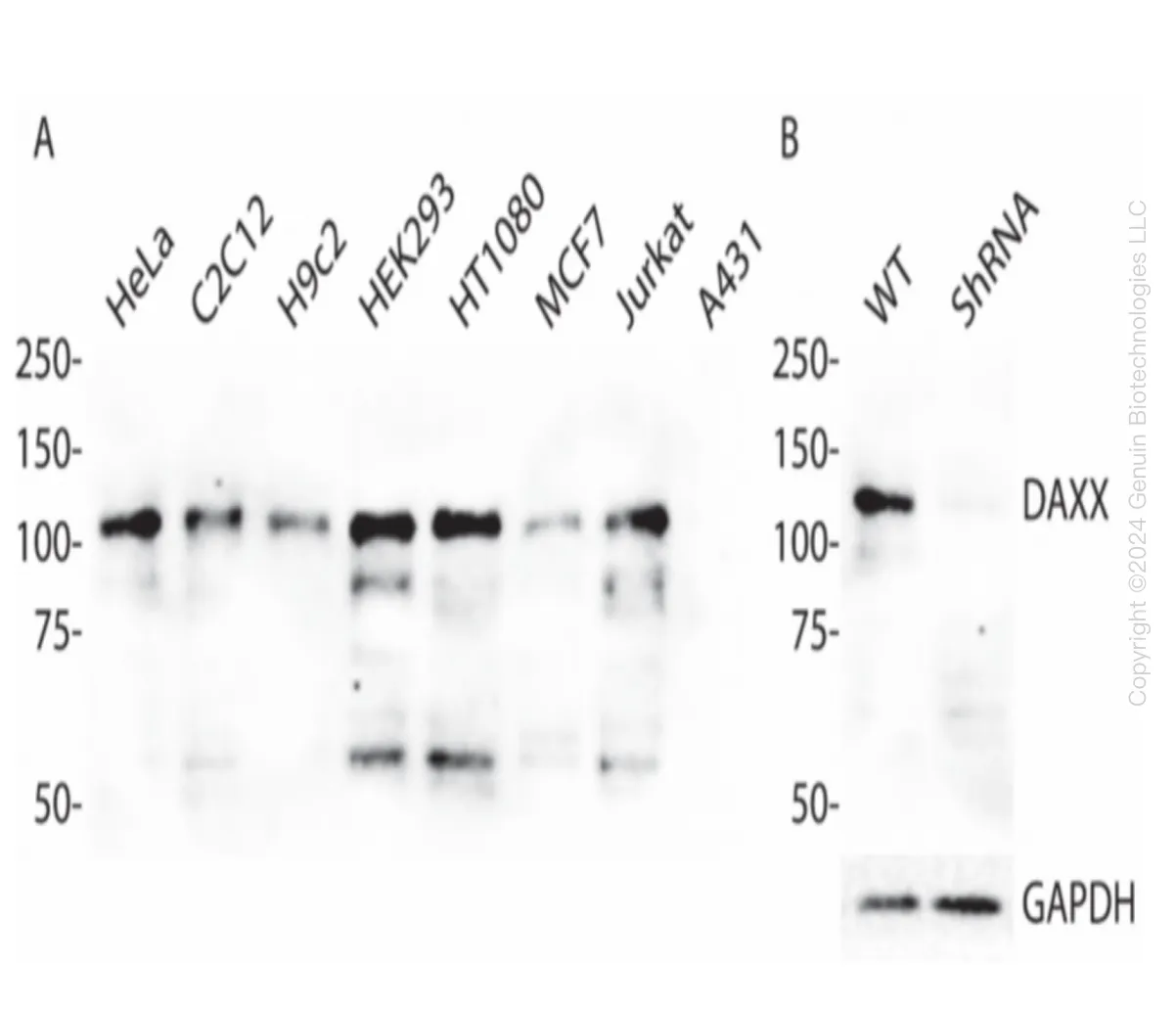 DAXX Human Knockdown Lysate - image 1