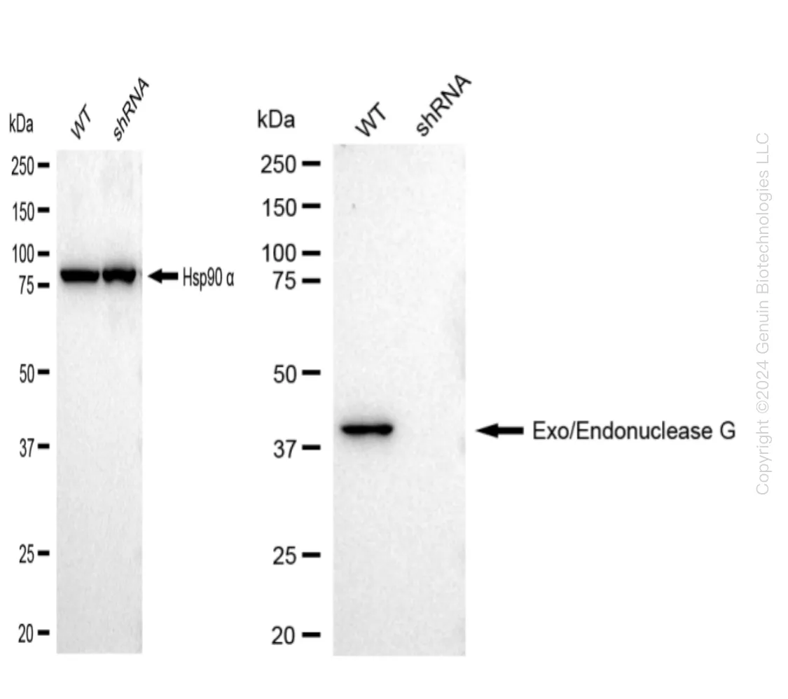 ENDOGL1 (EXOG) Human Knockdown Lysate - image 1