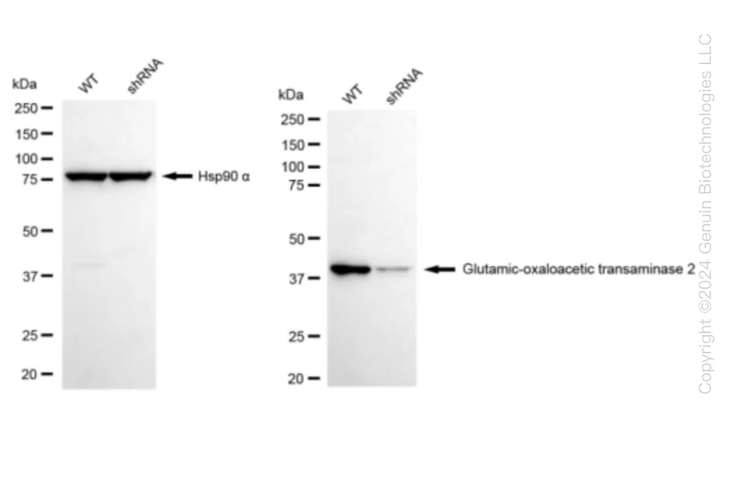 GOT2 Human Knockdown Lysate - image 1