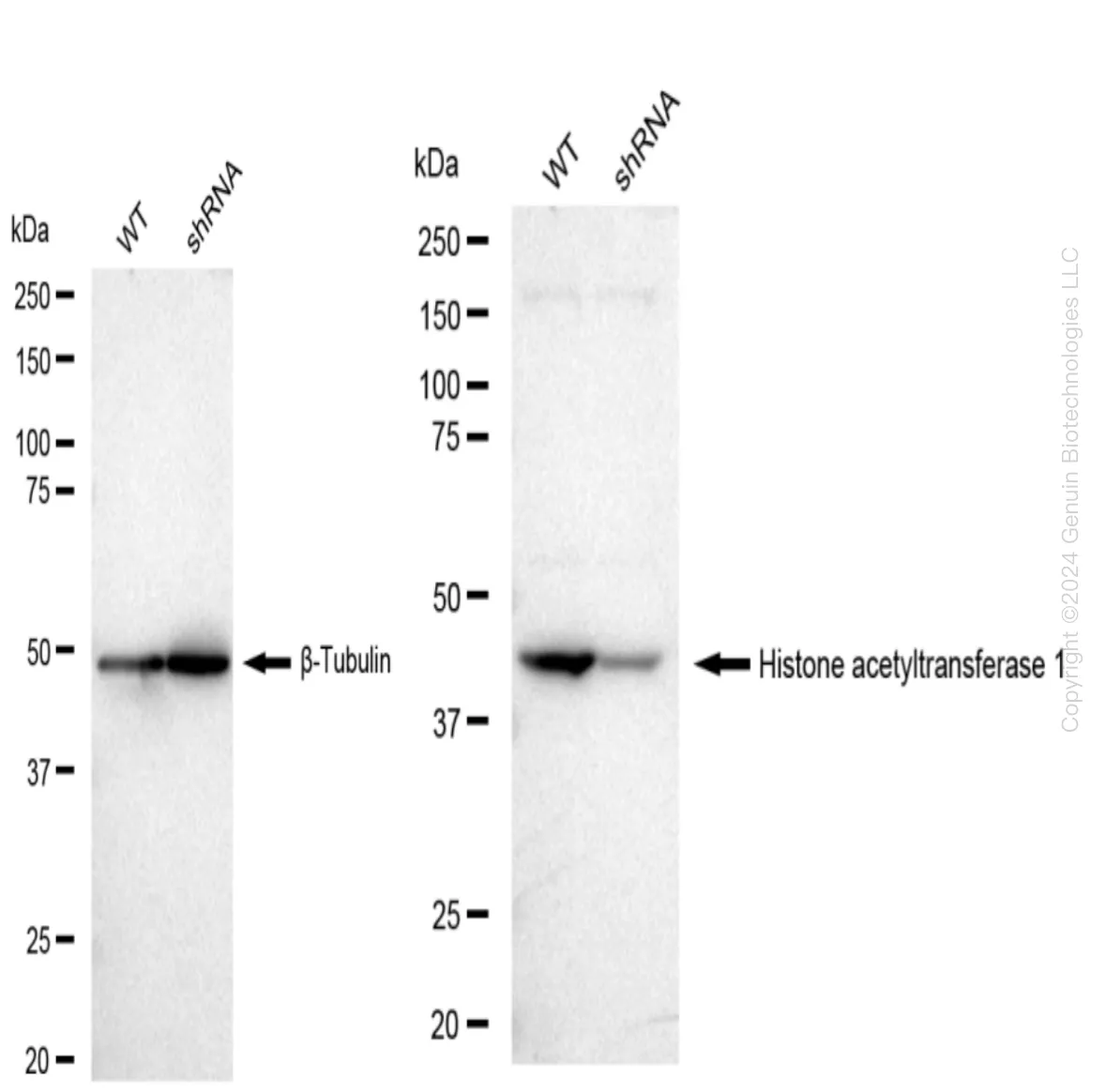 HAT1 Human Knockdown Lysate - image 1