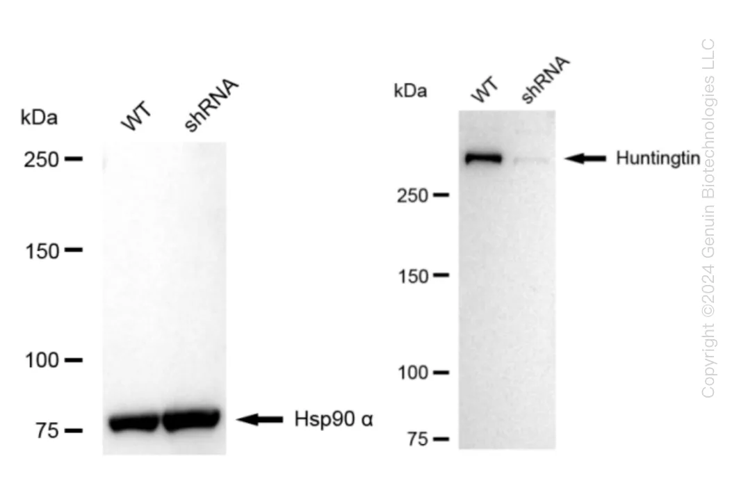 Huntingtin (HTT) Human Knockdown Lysate - image 1