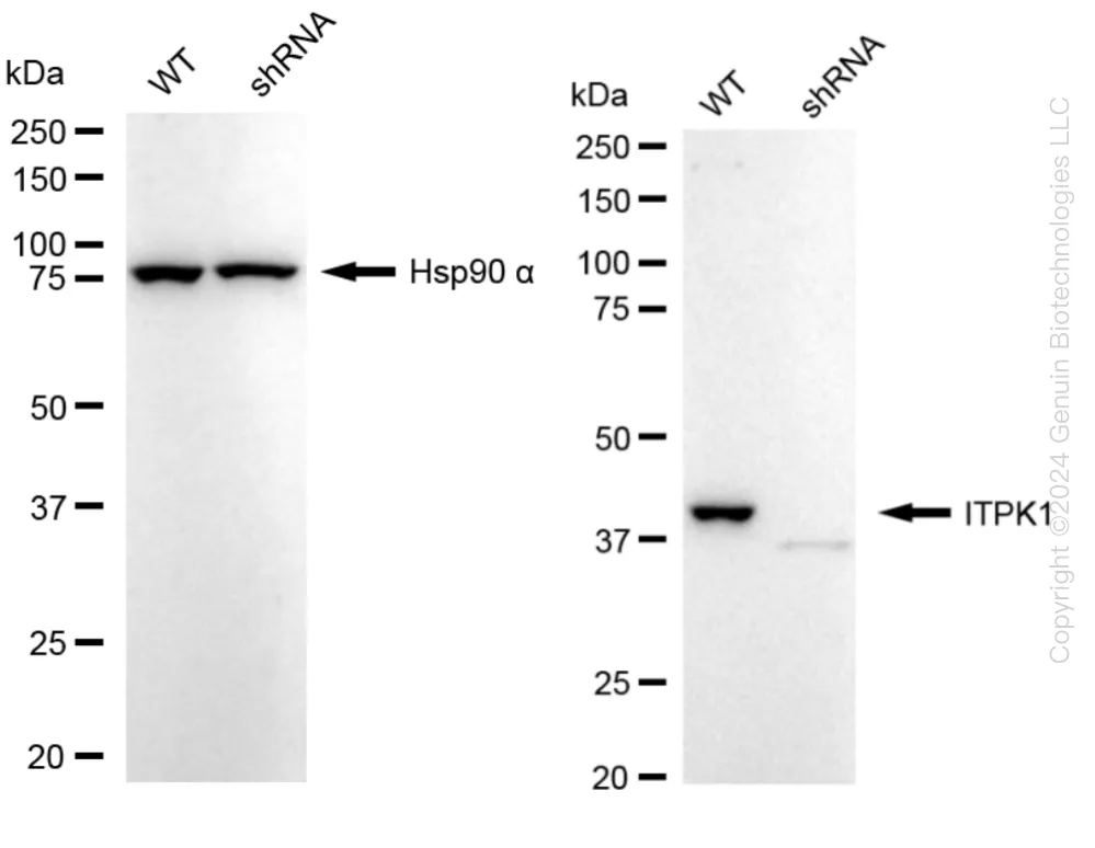 ITPK1 Human Knockdown Lysate - image 1