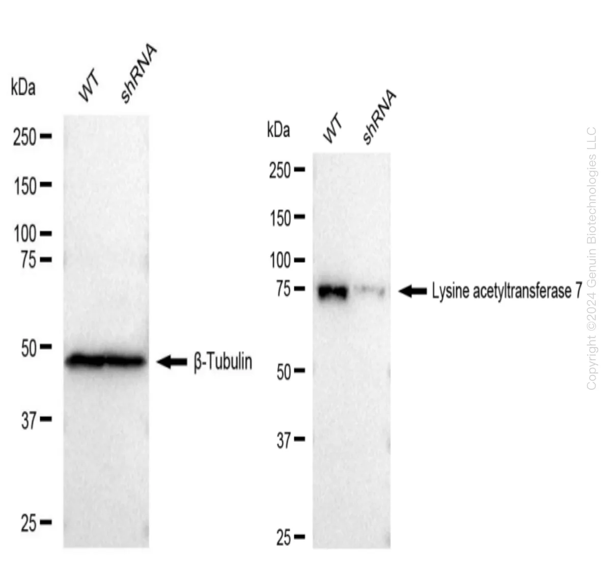 KAT7 Human Knockdown Lysate - image 1
