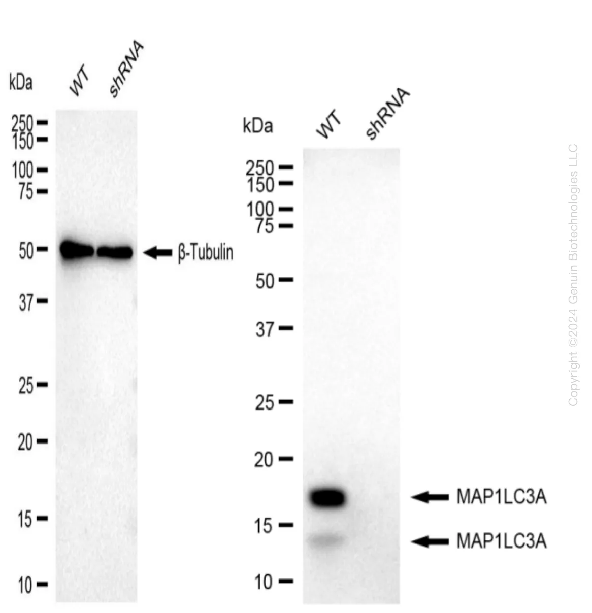 MAP1LC3A Human Knockdown Lysate - image 1
