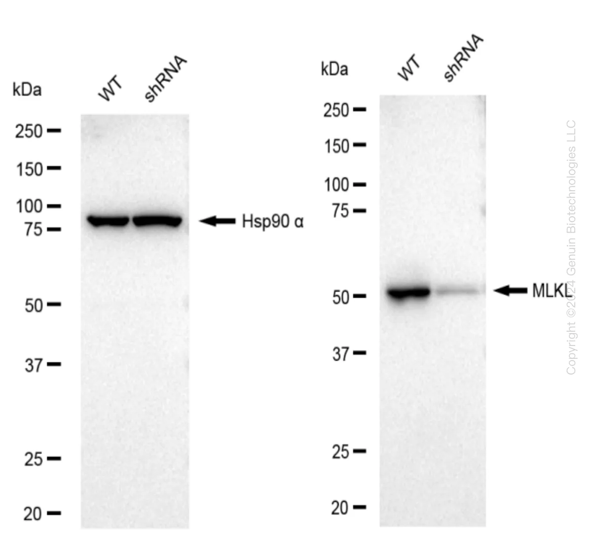 MLKL Human Knockdown Lysate - image 1