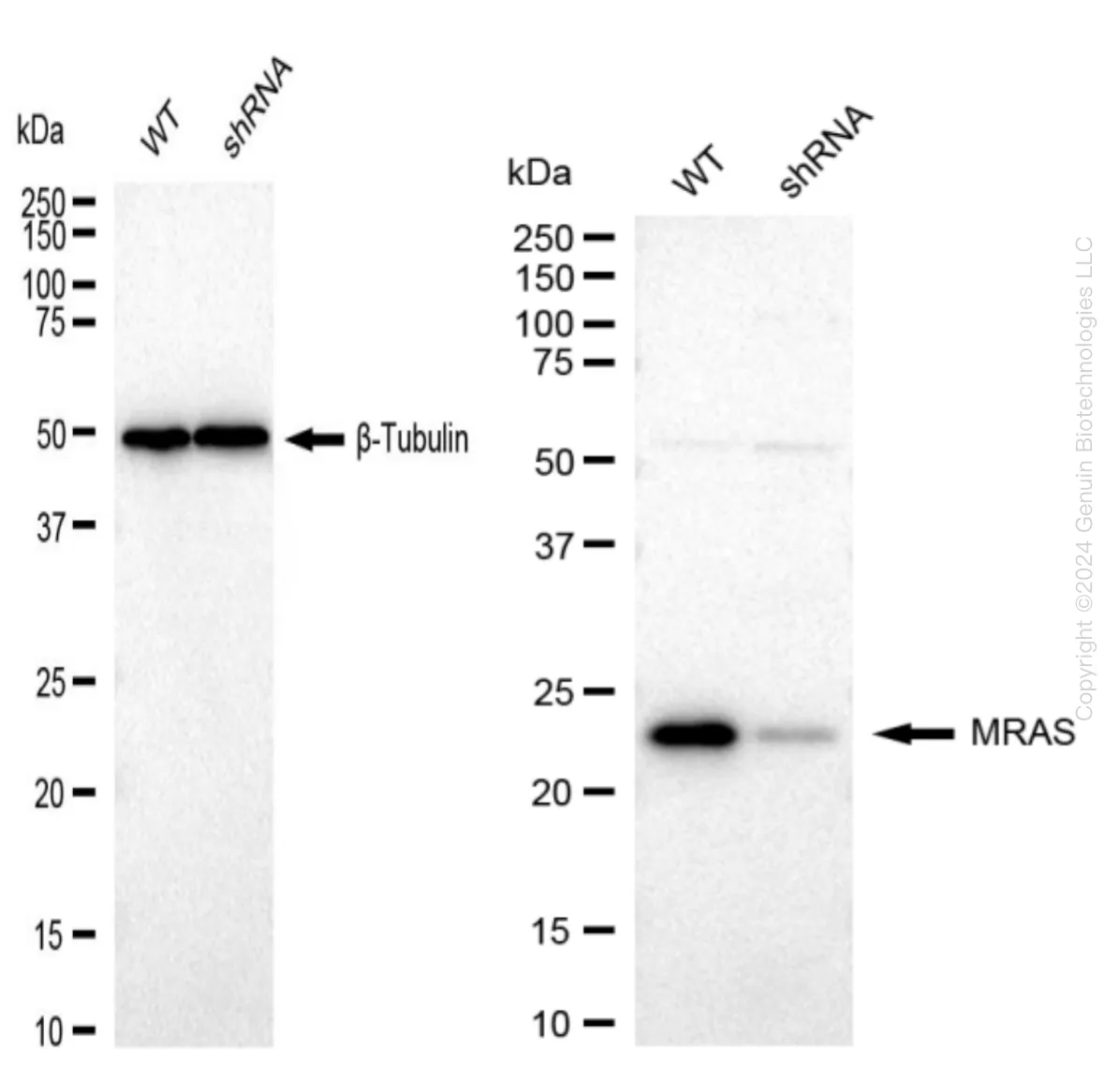 MRAS Human Knockdown Lysate - image 1
