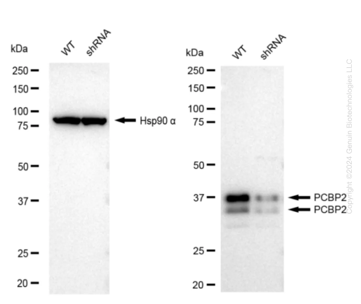 PCBP2 Human Knockdown Lysate - image 1