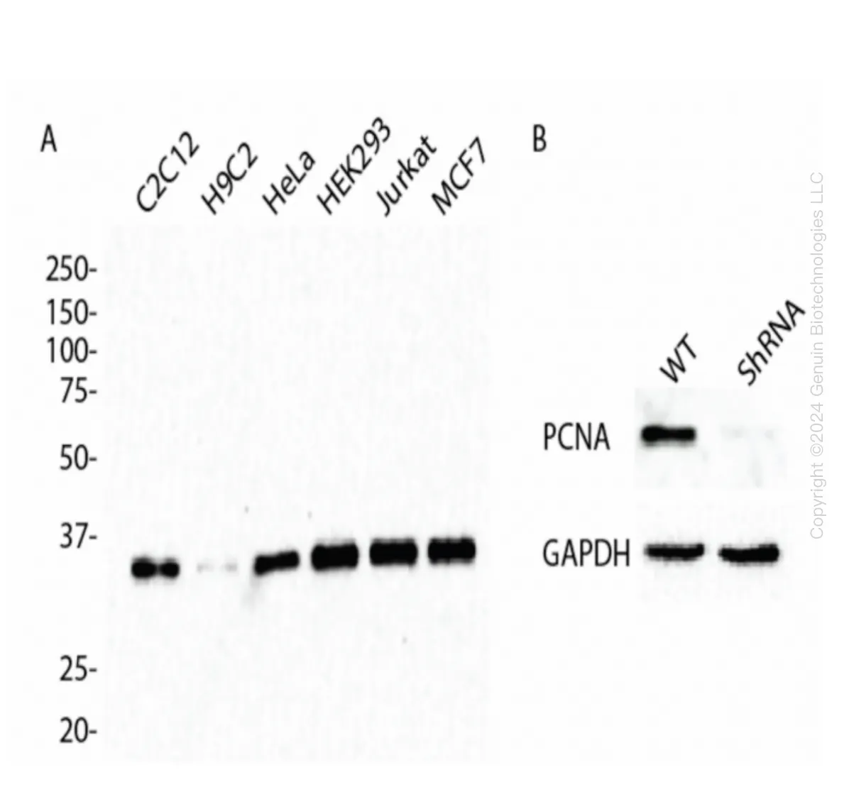 PCNA Human Knockdown Lysate - image 1